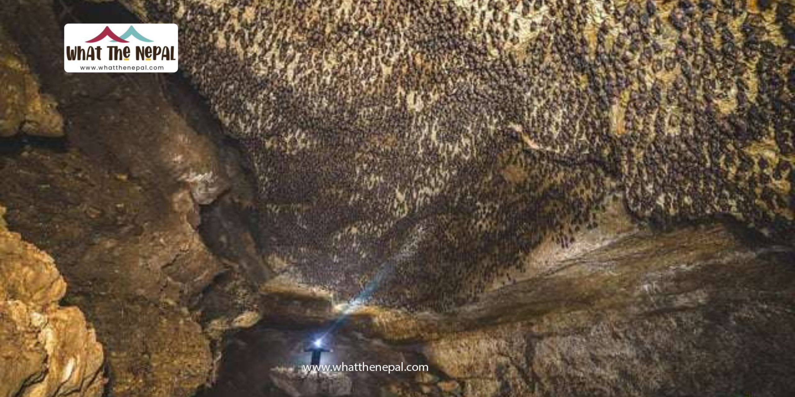 “Exploring the Enchanting World of the Bat’s Cave” What The Nepal