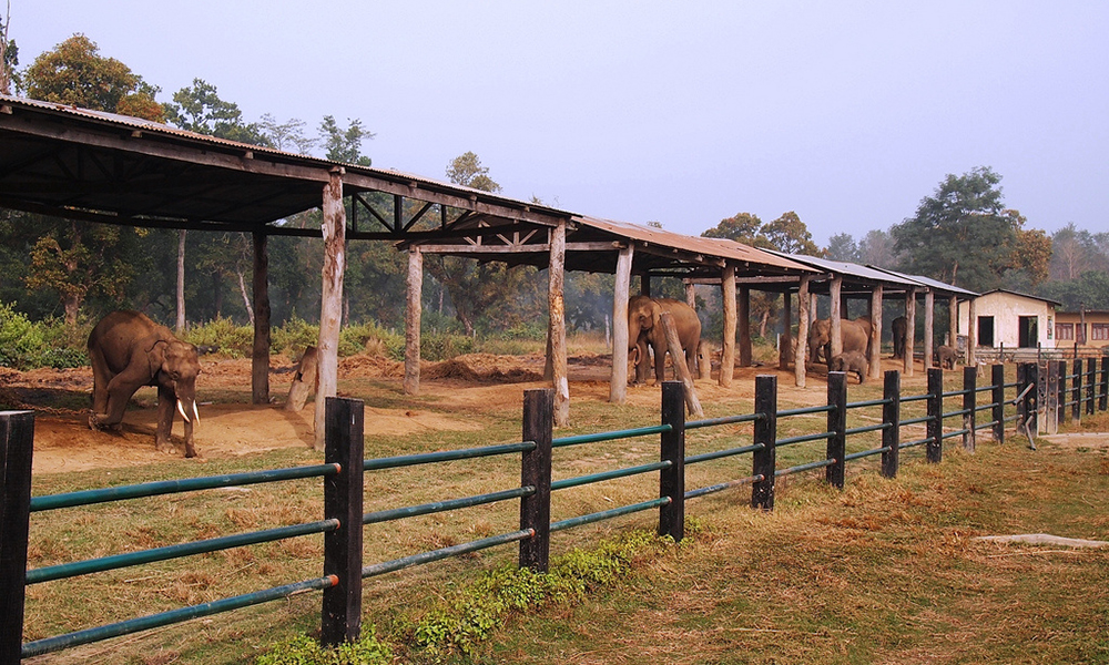Elephant breeding Center
