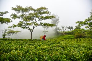 nepal tea export