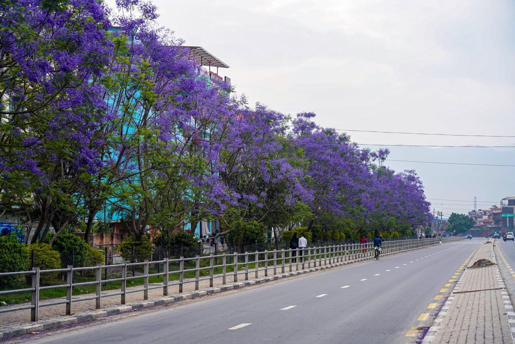 Jacaranda Kathmandu bloom in spring season