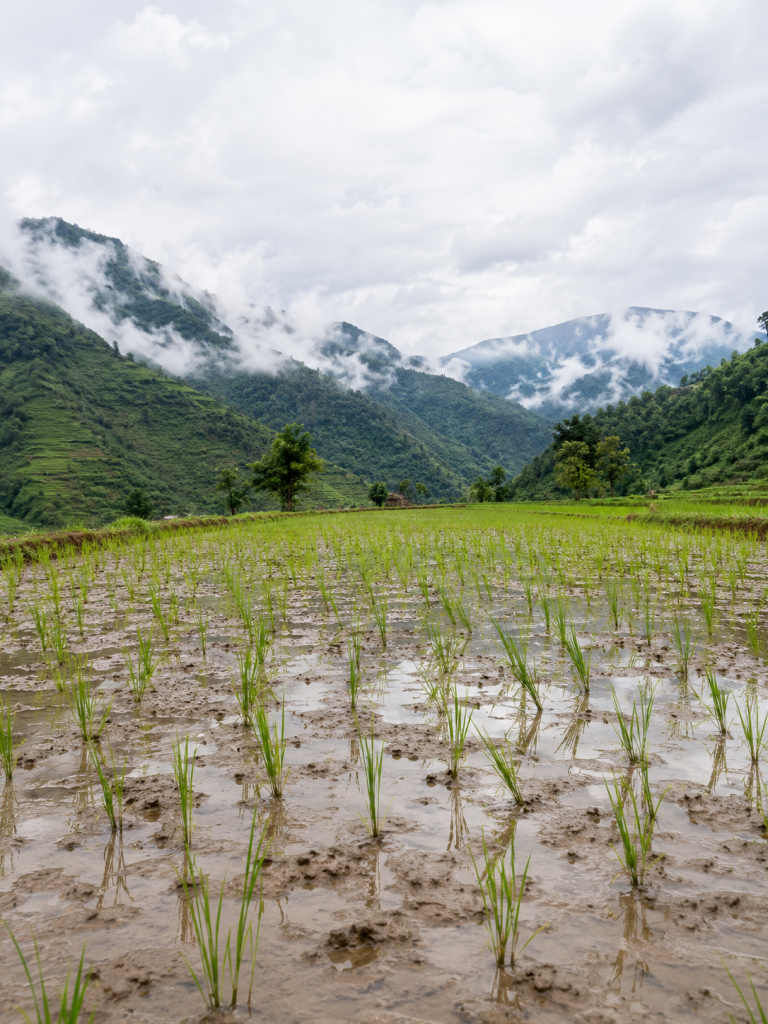 rice planting